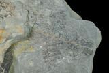 Pennsylvanian Fossil Fern (Sphenopteris) Plate - Kentucky #142425-2